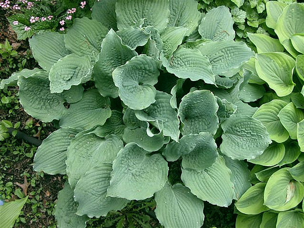 Reptilian Hosta Plants online shopping