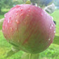 Cortland Heirloom Apple