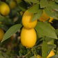 Tavares Limequat Budwood citrus plant material online shopping