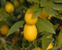 Tavares Limequat Budwood citrus plant material online shopping