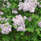 Josee Reblooming Lilac lilac plant online shopping