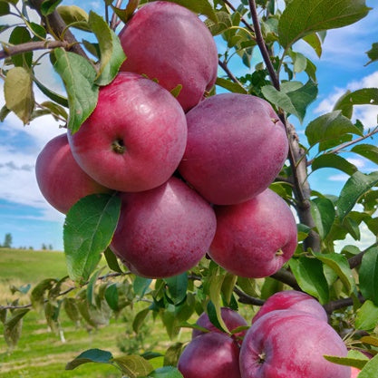 William’s PrideSummer Early Apple Tree