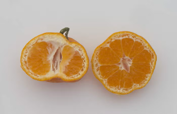 Ueno Satsuma Mandarin Budwood citrus plant material online shopping