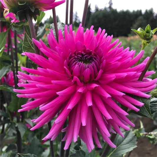 Mollinator Dahlia