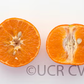 SRA 337 US Furr Mandarin Budwood citrus plant material online shopping