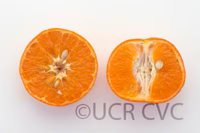SRA 337 US Furr Mandarin Budwood citrus plant material online shopping