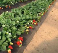 Florida Felicity® Short Day Strawberry