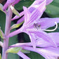 Zucchini Fries Hosta Plants online shopping