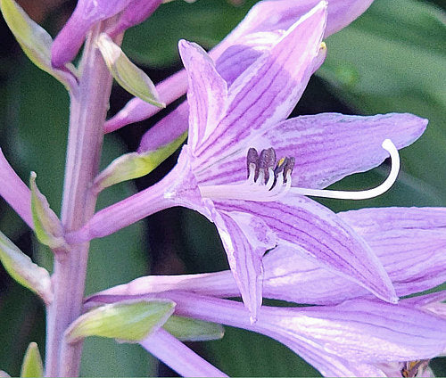 Zucchini Fries Hosta Plants online shopping