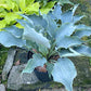 Tears In Heaven Plants online shopping