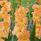 Peche Melba Gladiolus Corms