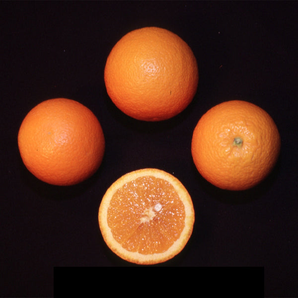 Olinda (Mulholland) Nucellar Valencia Orange Budwood citrus plant material online shopping
