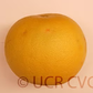 Kao Pan Pummelo Budwood citrus plant material online shopping