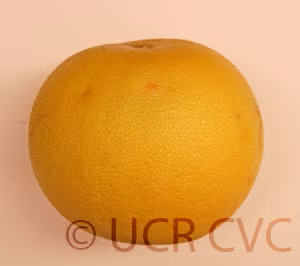 Kao Pan Pummelo Budwood citrus plant material online shopping