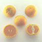 Silverhill Satsuma Mandarin Budwood citrus plant material online shopping