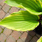 Holar Snake Valley Hosta Plants online shopping