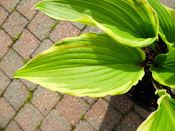 Holar Snake Valley Hosta Plants online shopping