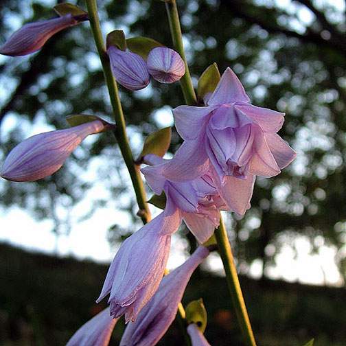 Fujibotan Hosta Plants online shopping