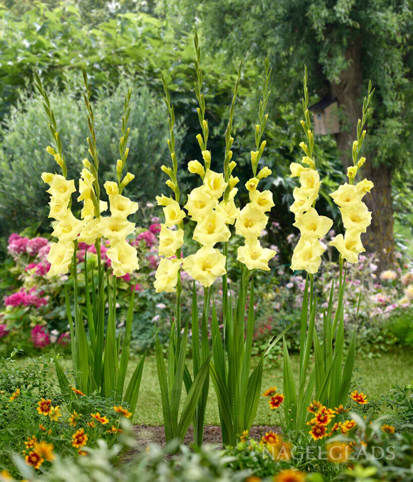 Bananarama Gladiolus Corms