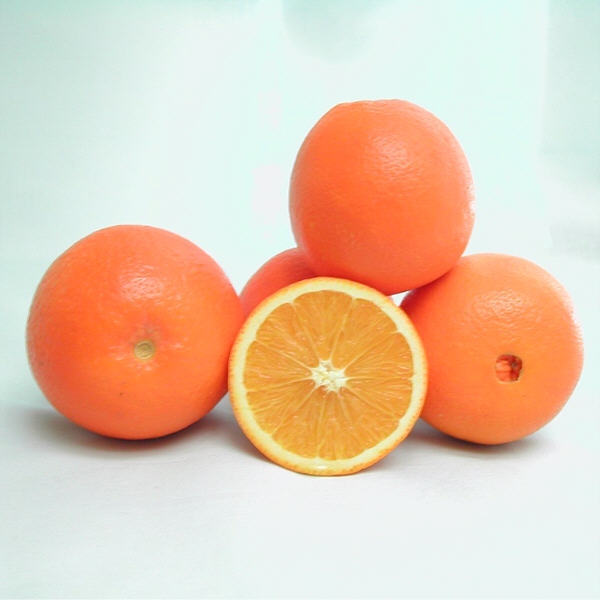 T.I. Sheldon Navel Orange Budwood citrus plant material online shopping