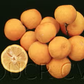Yuzu Ichandrin Papeda Hybrid Budwood citrus plant material online shopping