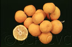 Yuzu Ichandrin Papeda Hybrid Budwood citrus plant material online shopping