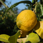 Genova EEA Tucuman Lemon Budwood citrus plant material online shopping