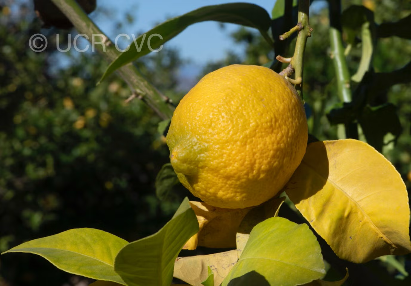 Genova EEA Tucuman Lemon Budwood citrus plant material online shopping