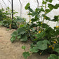 Mercury F1 Cucumber
