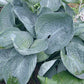 Kim Hosta Plants online shopping