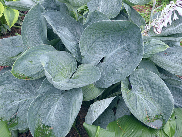 Kim Hosta Plants online shopping