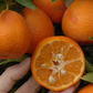 Marisol Clementine Budwood citrus plant material online shopping