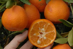 Marisol Clementine Budwood citrus plant material online shopping