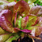 Rouge d'Hiver Lettuce Seeds online shopping