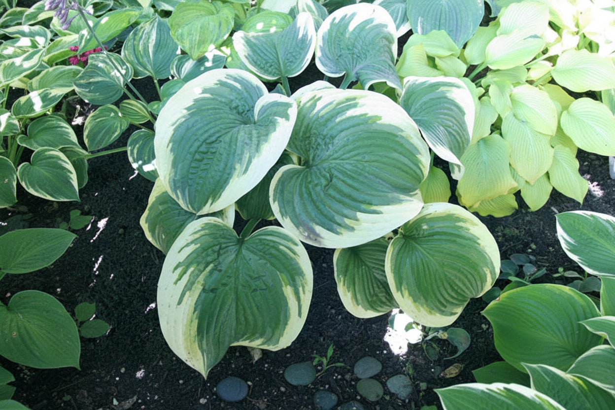 Big Beauty Hosta Plants online shopping