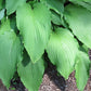 Shimmy Shake Hosta Plants online shopping