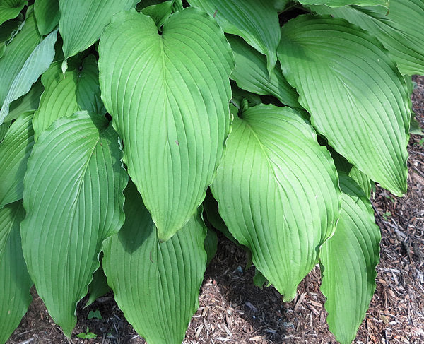 Shimmy Shake Hosta Plants online shopping