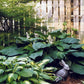 Lakeside Maverick Hosta Plants online shopping