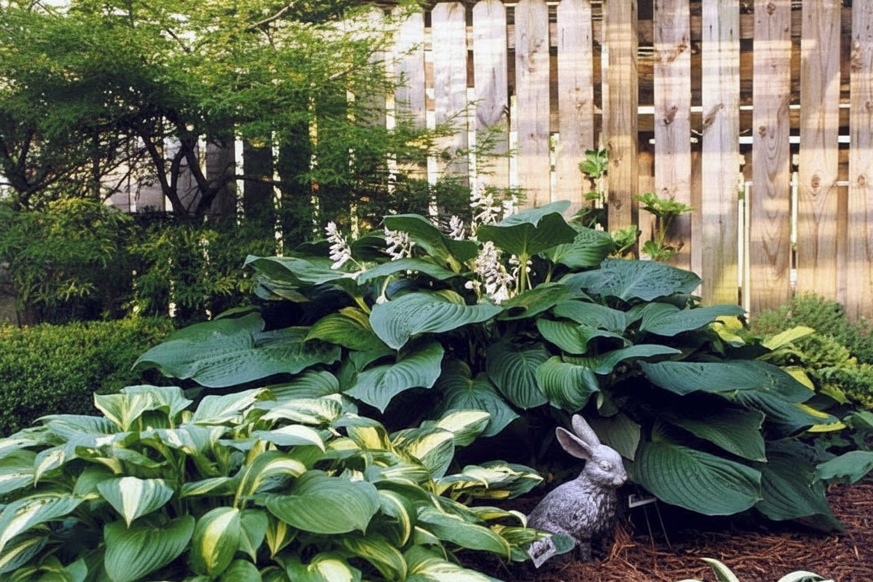Lakeside Maverick Hosta Plants online shopping