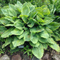 Key Lime Pie Hosta Plants online shopping