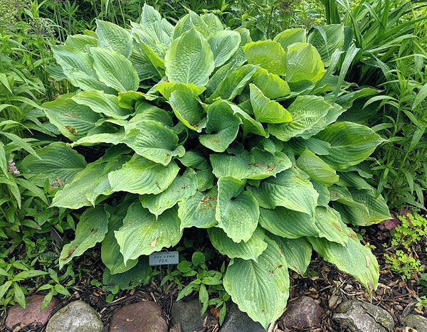 Key Lime Pie Hosta Plants online shopping