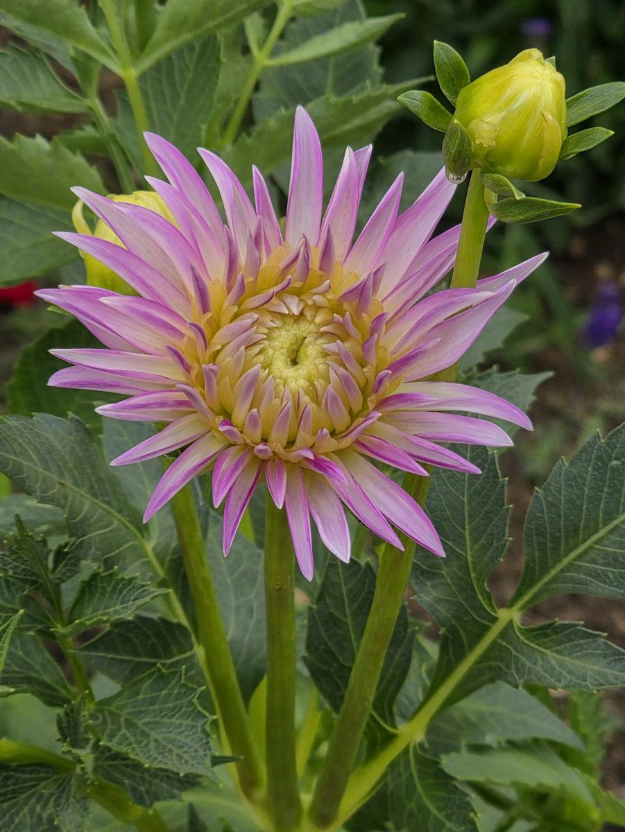Dancin Queen Dahlia