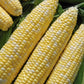 Temptress F1 Corn