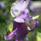 Jacqueline Ann Sweet Pea seeds online shopping