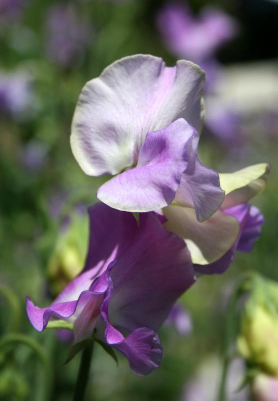 Jacqueline Ann Sweet Pea seeds online shopping