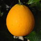 Delta Valencia Orange Budwood citrus plant material online shopping