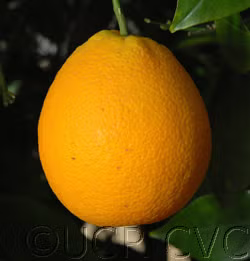 Delta Valencia Orange Budwood citrus plant material online shopping