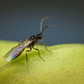 Aphipar M Parasitic Wasp