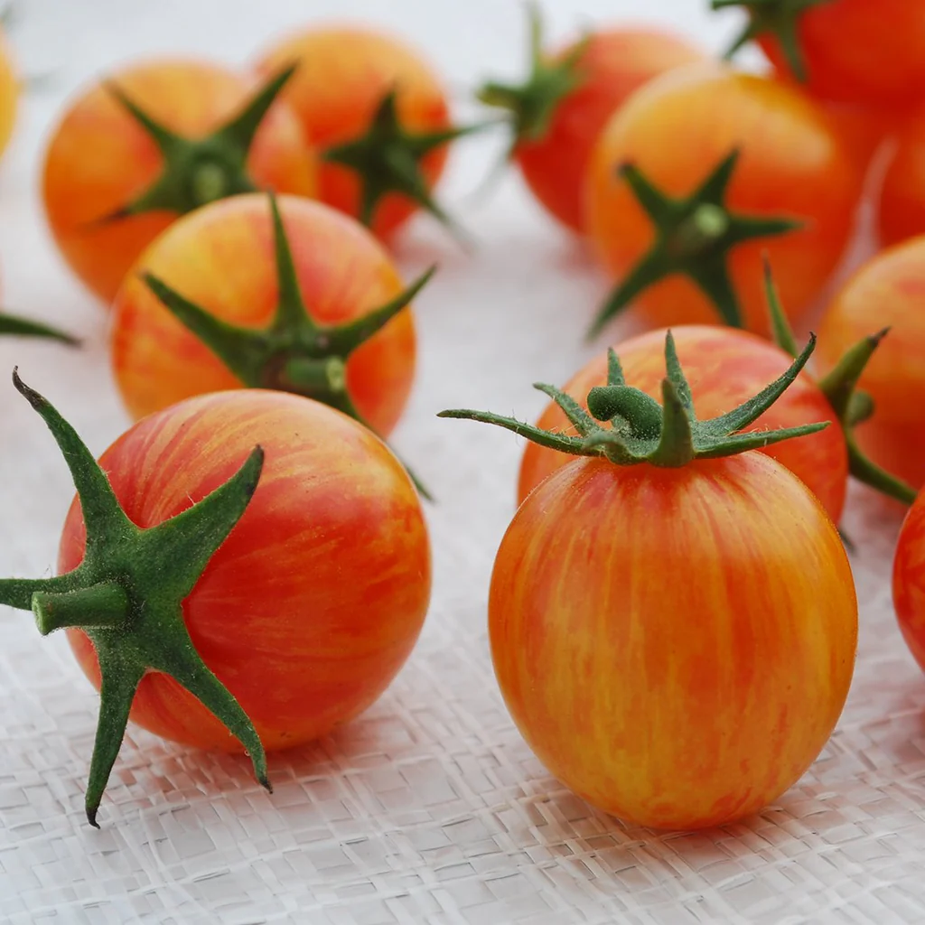 Sunrise Bumble Bee Organic Tomato