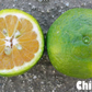 China S-6 Satsuma Mandarin Budwood citrus plant material online shopping